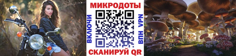 kraken как зайти  Могоча  Псилоцибиновые грибы Psilocybe 